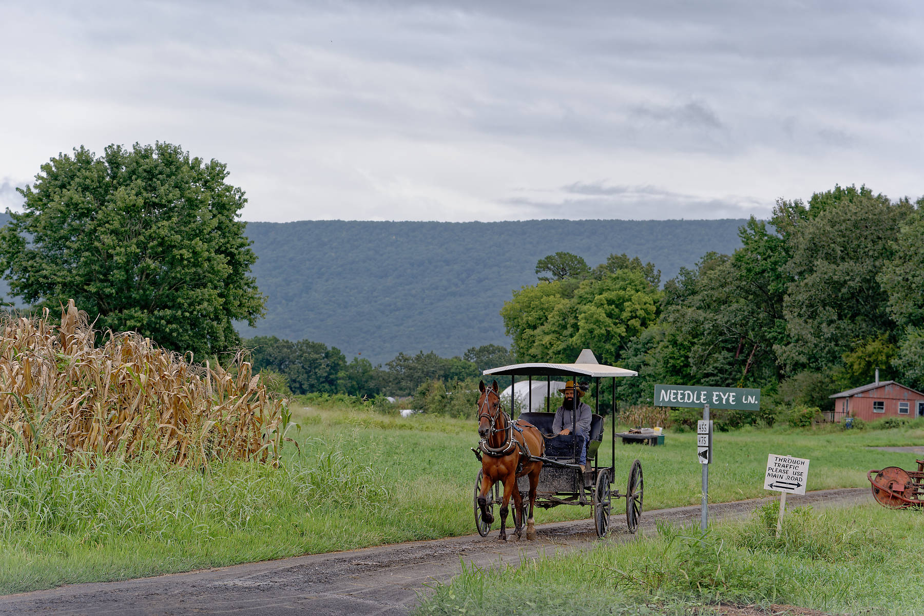 Delano Mennonite scene.