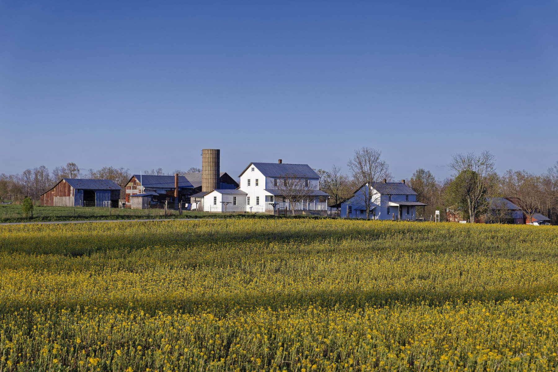 Amish of ethridge tn home with yellow flowers 1
