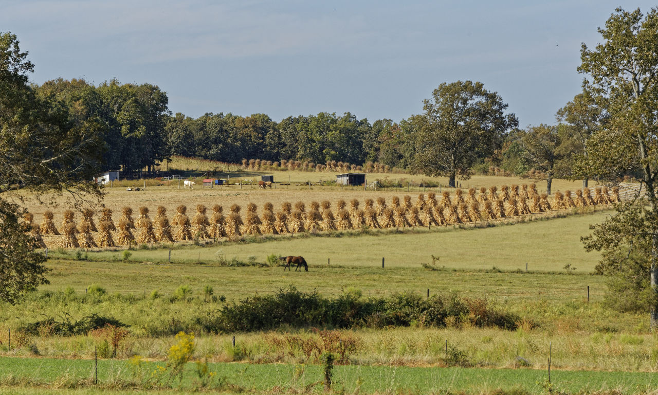 Amish scene with corn rows in the background.