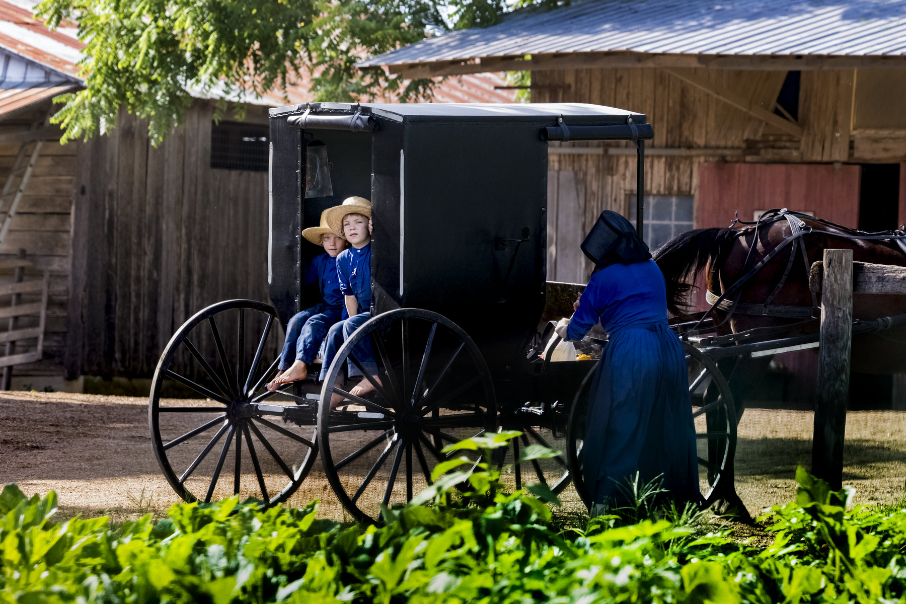 amish of ehtridge tn boys in buggy Two Amish boys in the buggy.