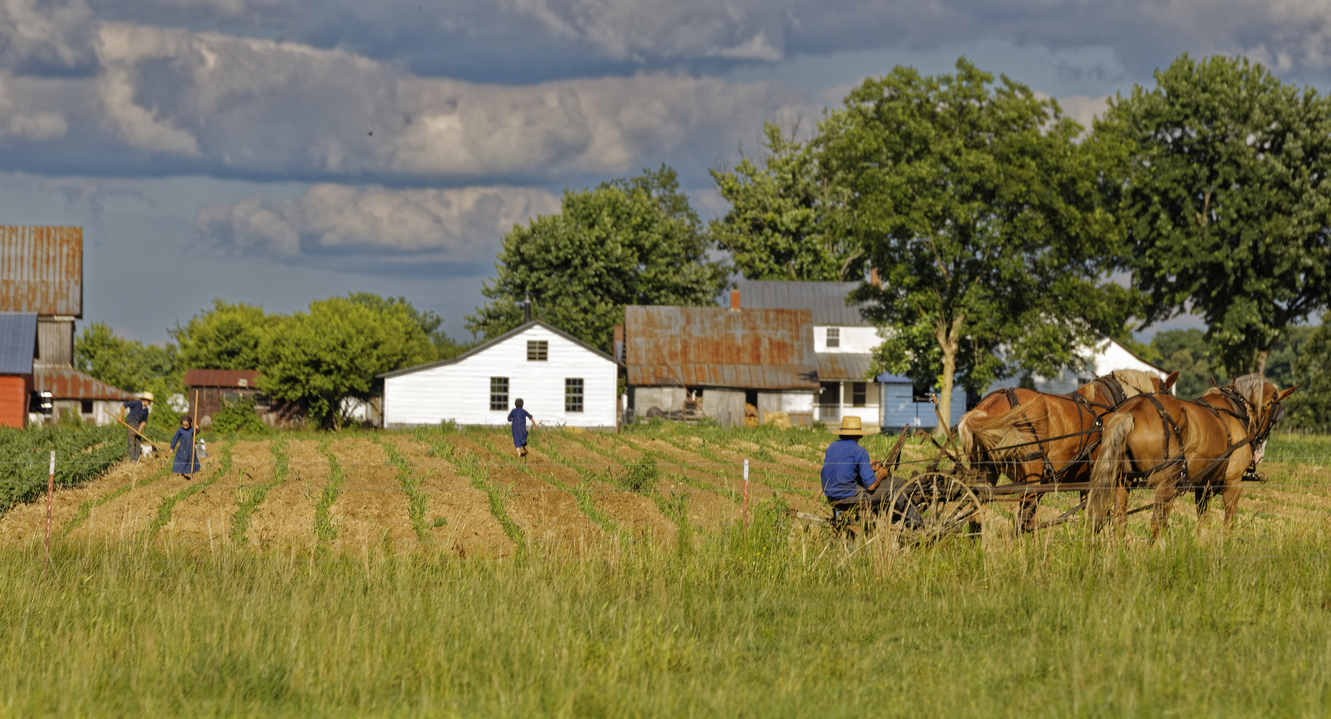 Amish family doing farm work.