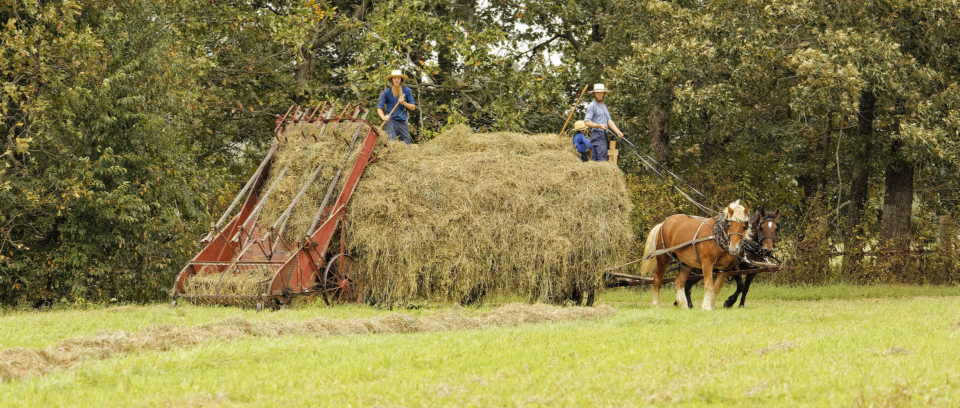 Amish family getting up hay.