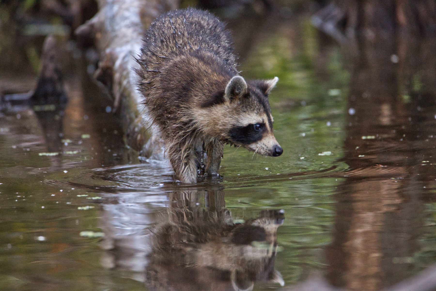 Racoon with reflection in water.