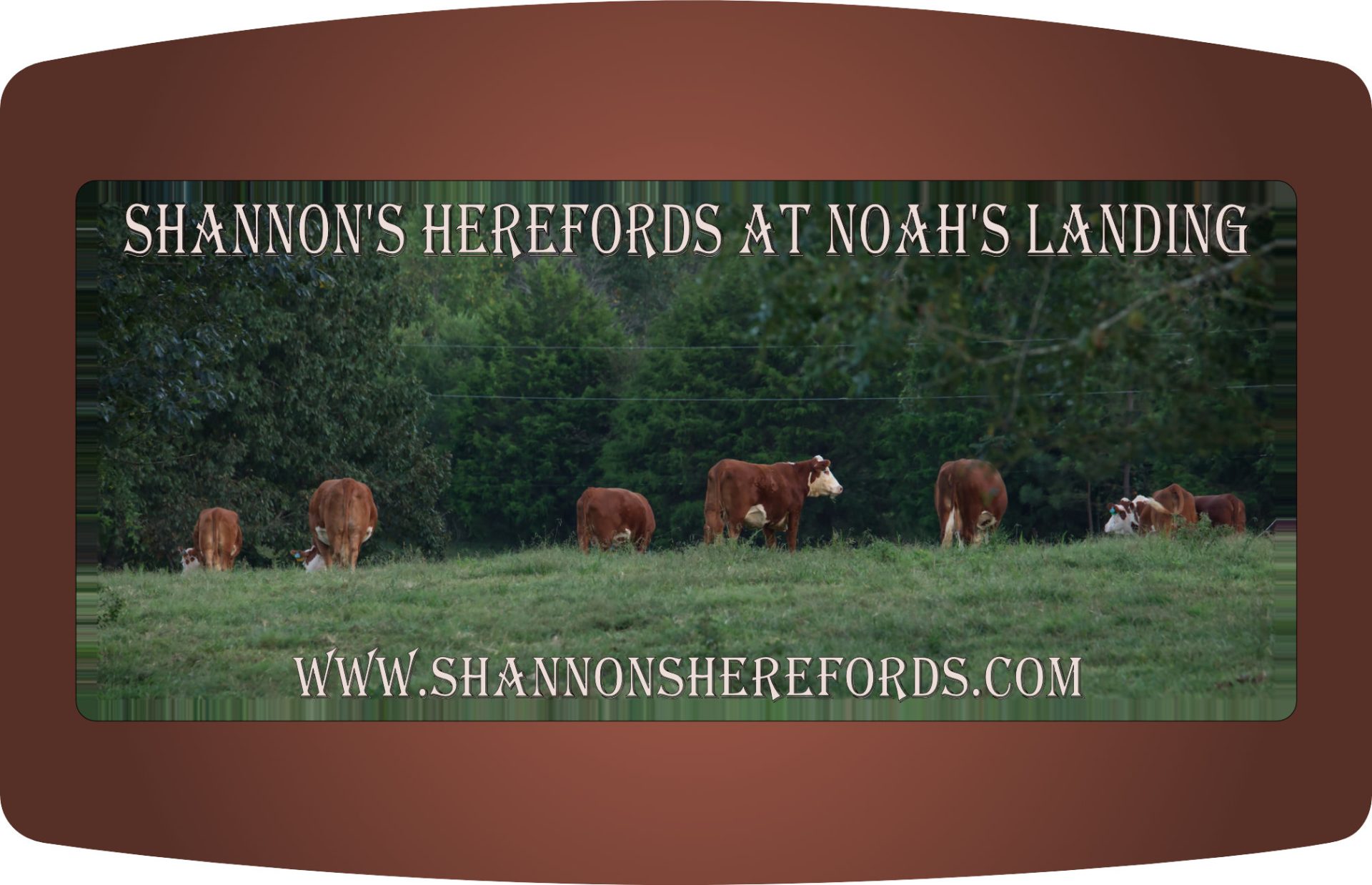 Cows in a field.