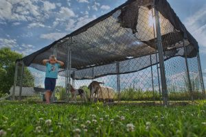 Fetch - crockett coonhound dave ears closed as dog is too loud.