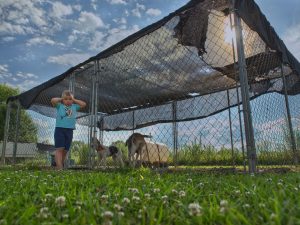 Fetch - crockett coonhound dave ears closed as dog is too loud.