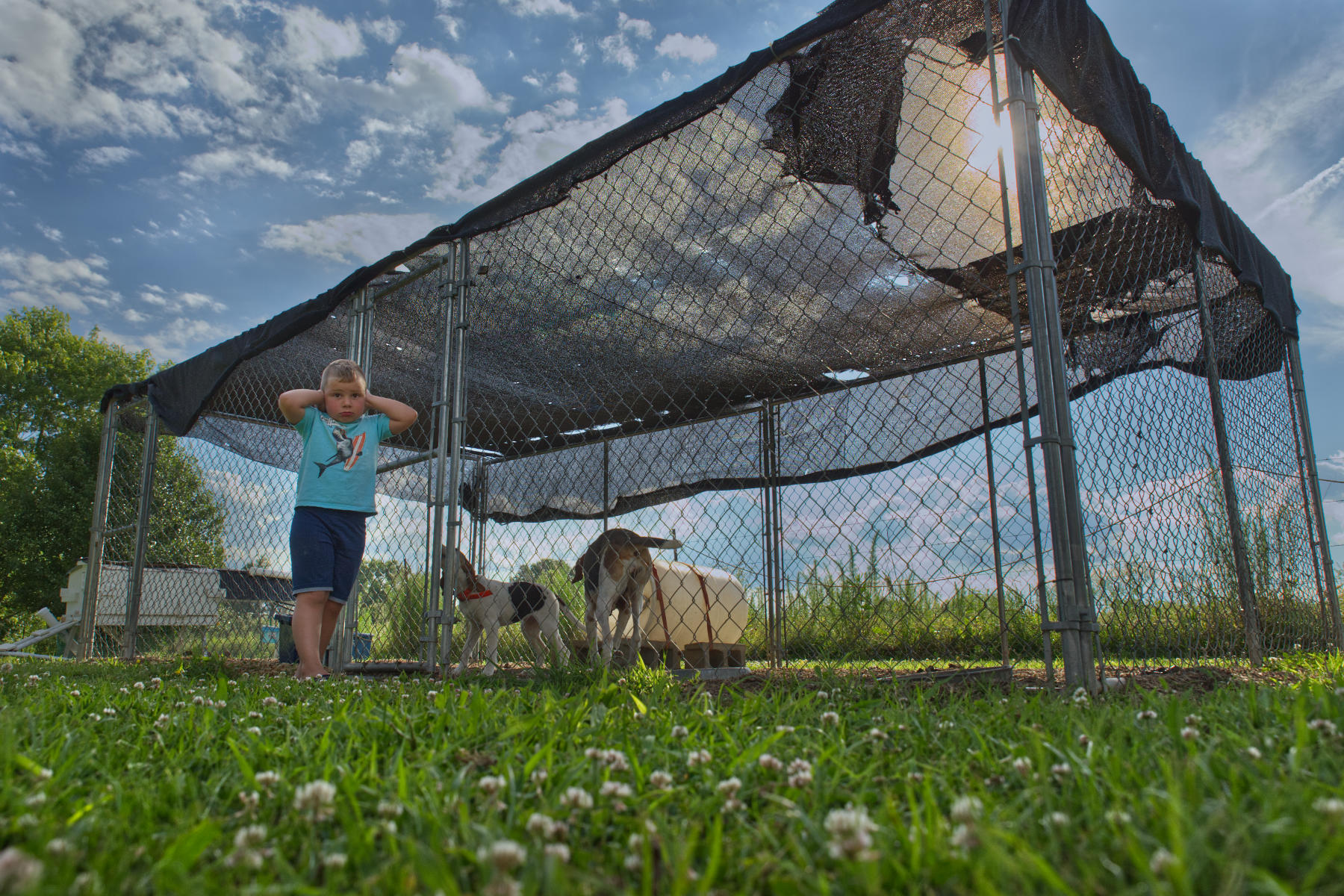 crockett coonhound dave ears closed as dog is to loud A boy with his dog who's bark is loud.