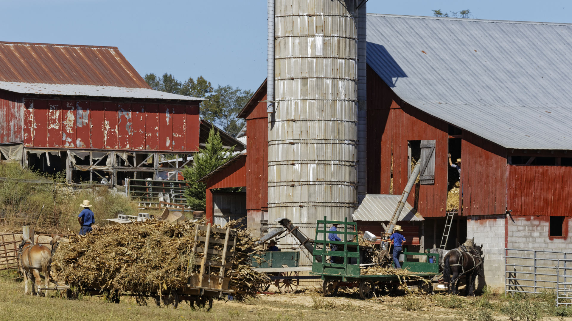 ethridge amish corn in barn.