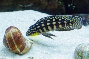 A fish is spying out another shell.