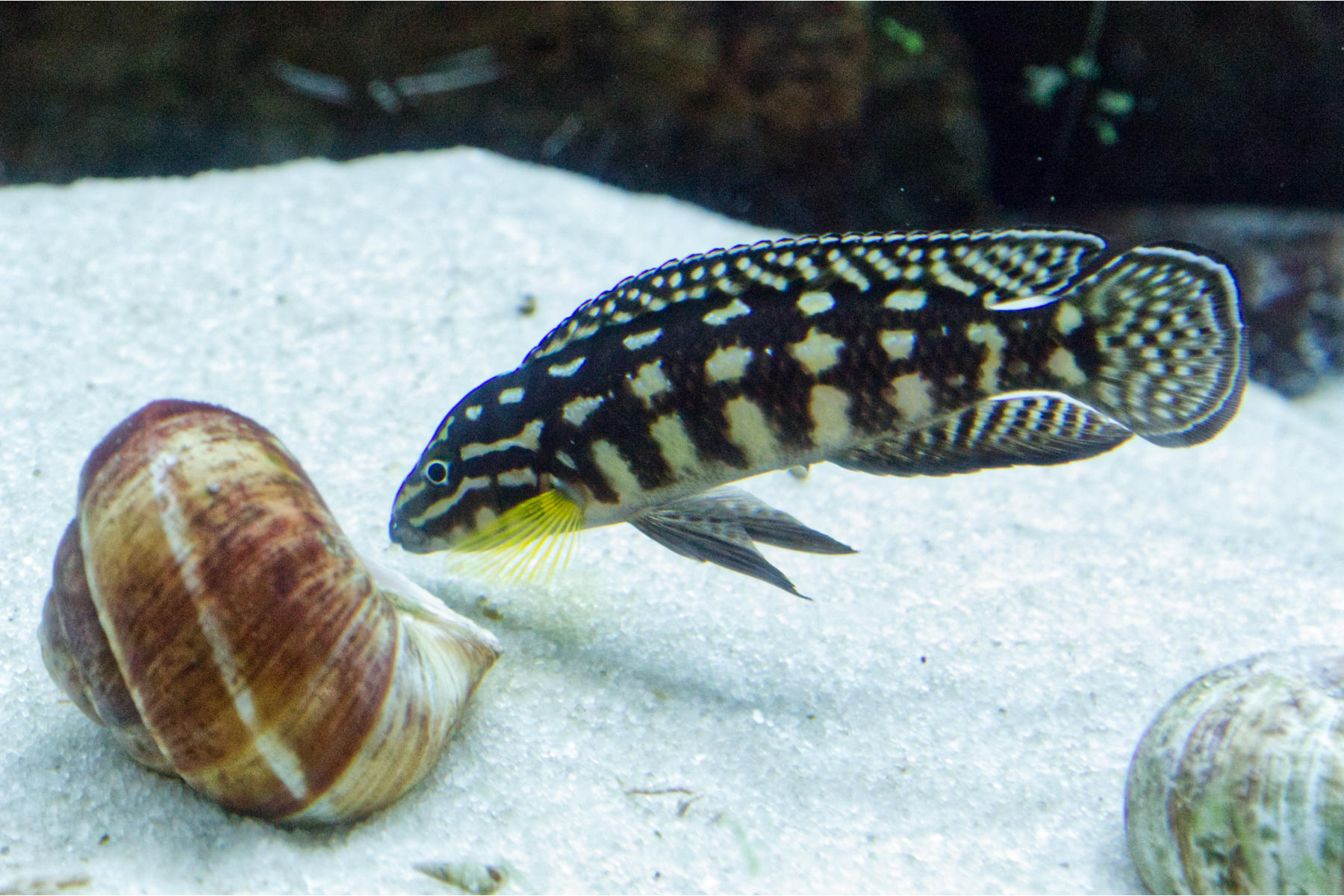 A fish is spying out another shell.