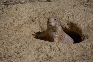 Groundhog coming out of hole.