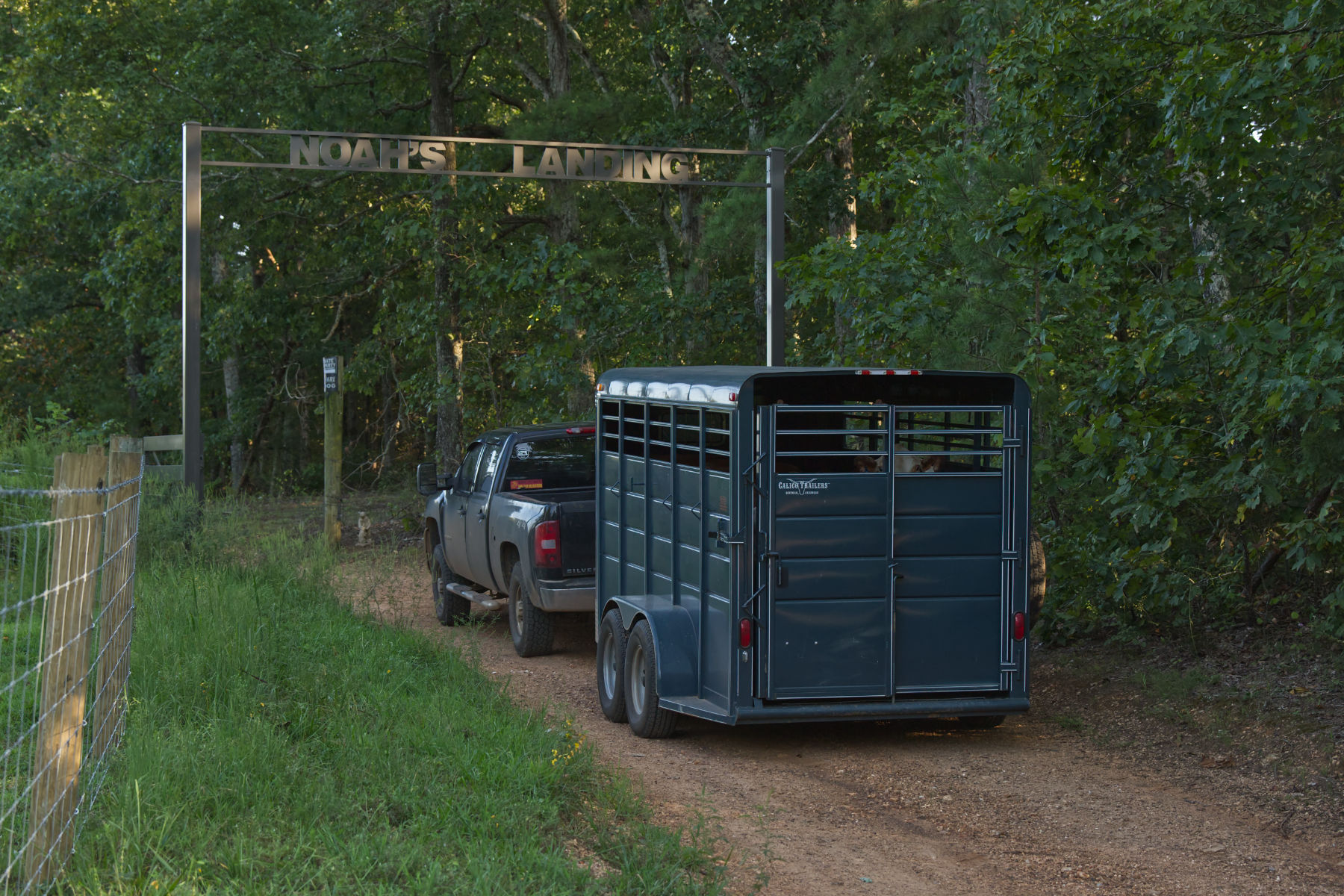 shannons herefords 3 Truck driving through fence.